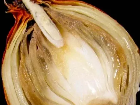Onion bacterial rot