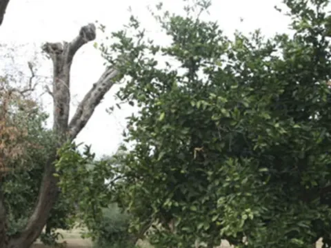 Xylella taiwanensis