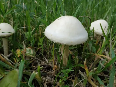 Hard agrocybe