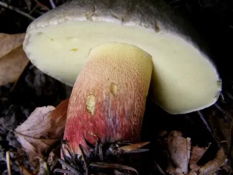 Bitter bolete