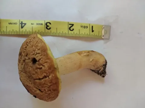 Xerocomus hortonii