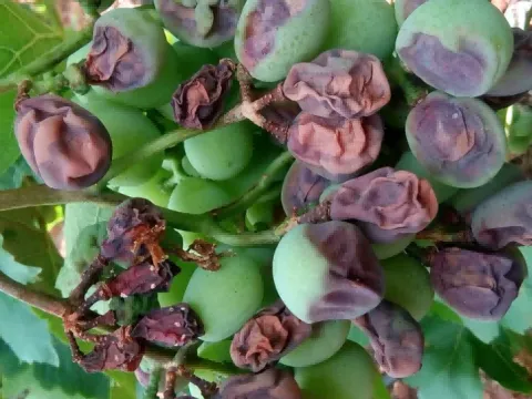 Grape physalospora