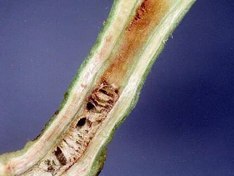 Bacterial wilt of solanaceous crops