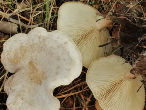Clitocybe phyllophila