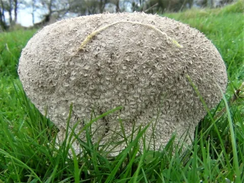 Handkea utriformis
