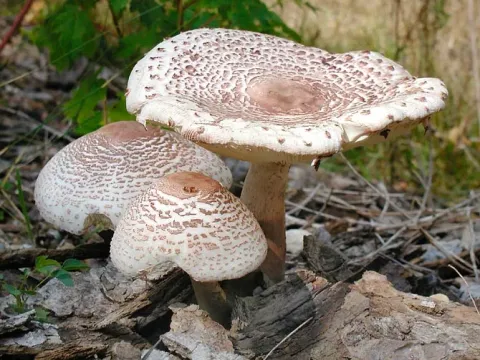 Білошампіньйон Бресадоли