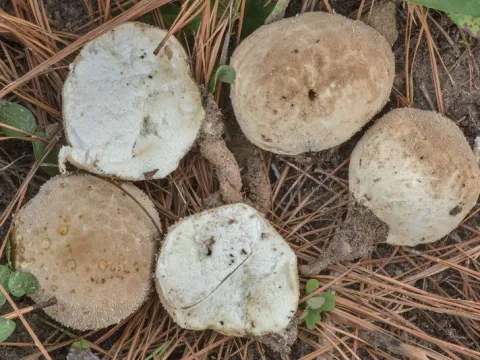 Rooted puffball