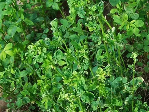 Капулавірус