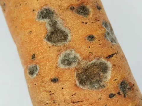 Фибуларизоктониоз