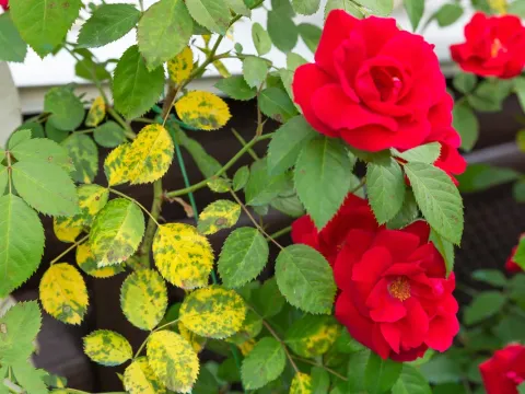 Rose mosaic virus