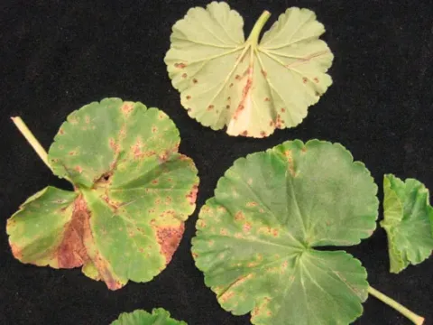Pelarspovirus