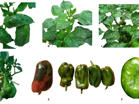 Pepper mottle virus