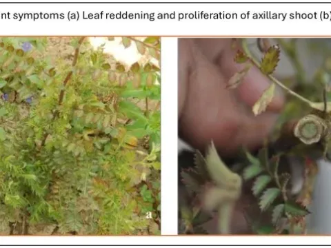 Chickpea bushy dwarf virus