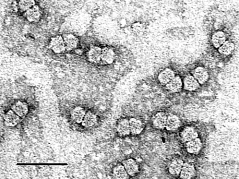 Mastrevirus flavaparvi