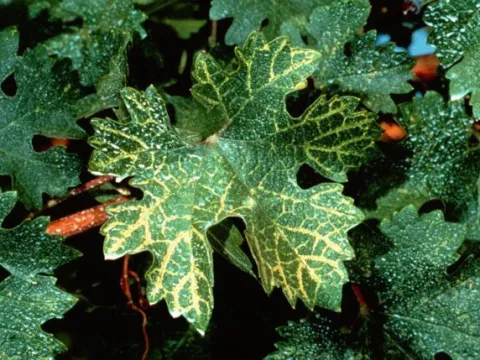 Grapevine fanleaf