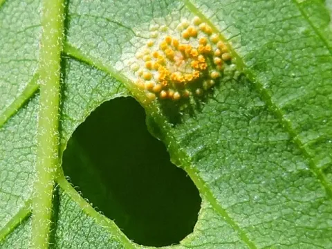 Cereal rust (Puccinia andropogonis)