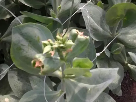 Sclerophoma leaf spot