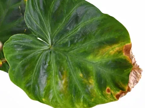 Phyllosticta leaf spot of philodendron