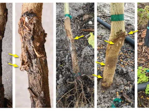 Citrus bark rot