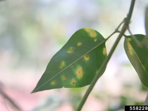Lambertella leaf spot