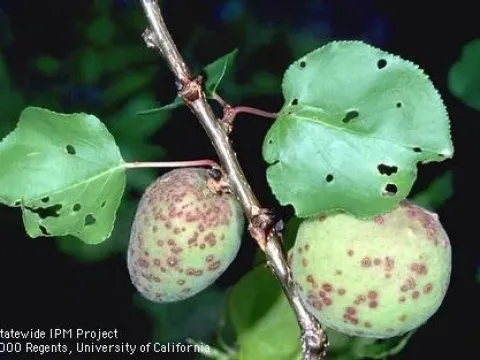 Coryneum blight