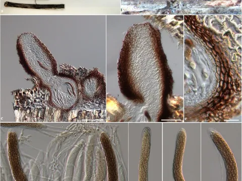 Entodesmium
