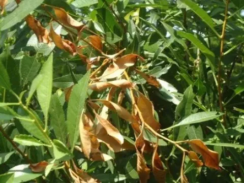 Bird cherry monilinia