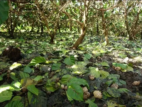 Morinda phytophthora