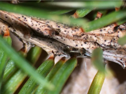 Setomelanomma