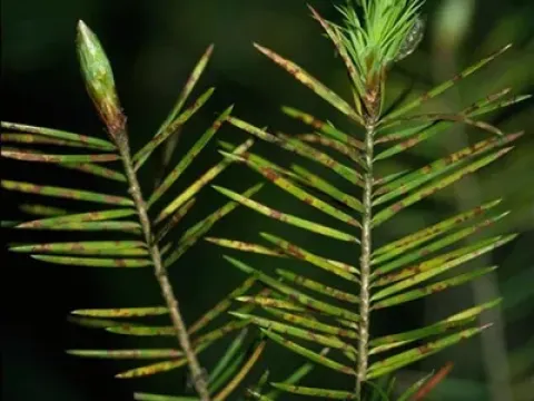 Phyllosticta needle blight