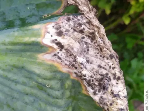 Phyllosticta leaf spot of hosta