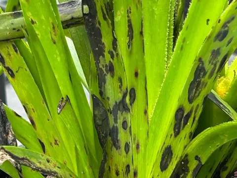 Anigozanthos nothophoma leaf spot