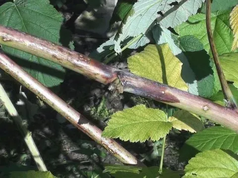 Raspberry ascospora dieback
