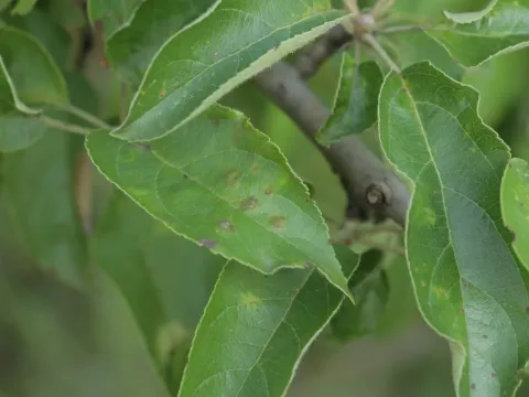 Apple phyllosticta leaf spot