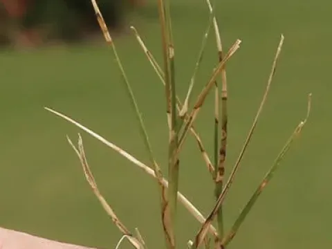 Долларовая пятнистость