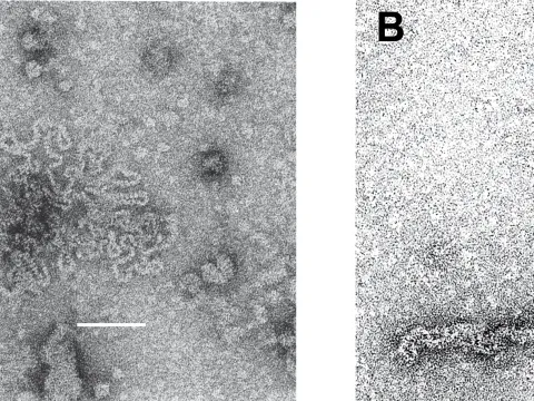 Naedrevirales
