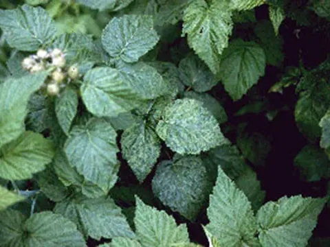 Raspberry bushy dwarf virus