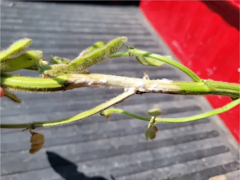 Soybean scleroulivirus