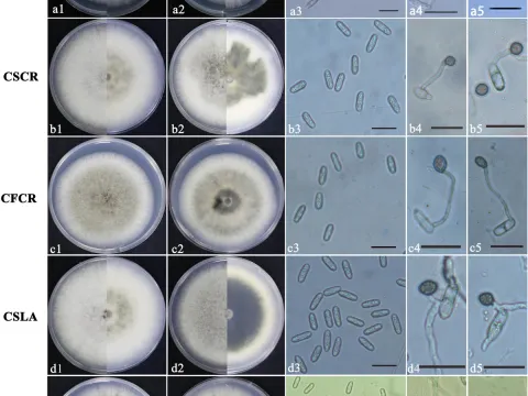 Colletotrichum betachrysovirus