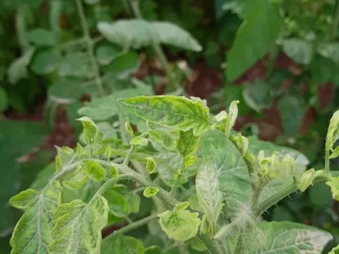 Бегомовірус рамміс