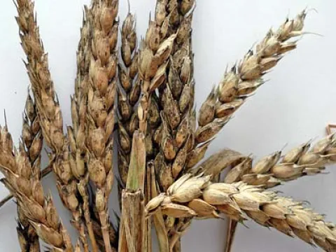 Barley Epicoccum leaf spot