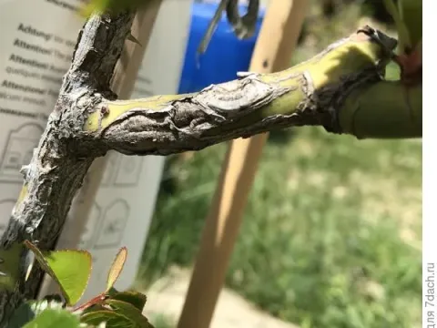 Rose diaporthe canker