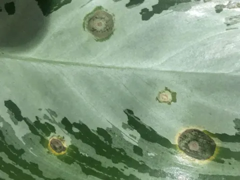 Shot hole disease