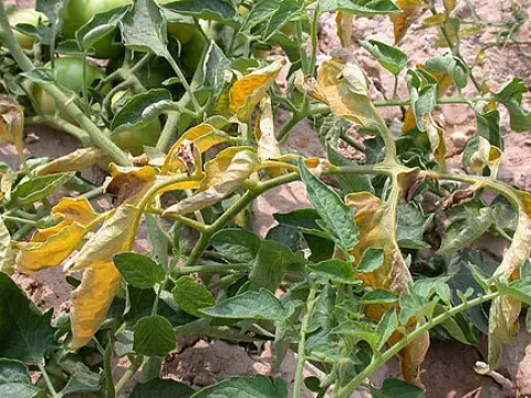 Fusarium wilt