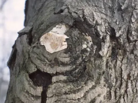 Эутипеллез сливы
