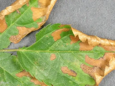 Discosia leaf spot