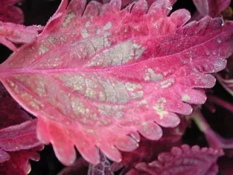 Coleus blumei (as a phytopathology object)