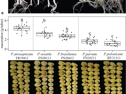Potato Pectobacterium rot