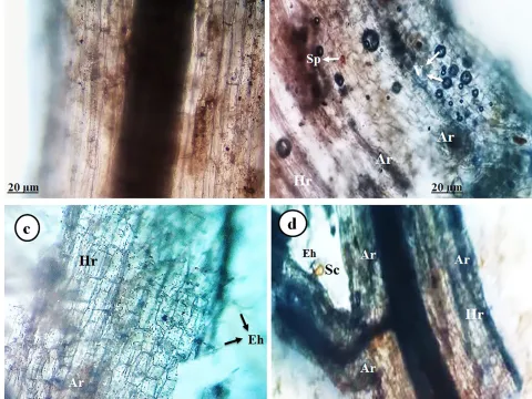 Rhizoglomus