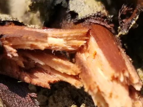 Phytophthora root rot